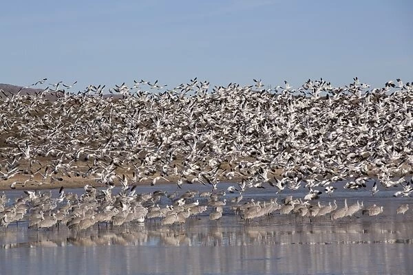 Lesser snow geese (Chen caerulescens caerulescens) in flight, and greater sandhill cranes (Grus canadensis tabida) standing in water, Bosque del Apache National Wildlife Refuge, New Mexico, United States of America, North America