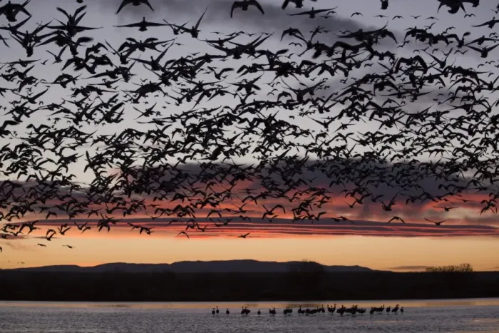 Framed Print : Lesser snow geese (Chen caerulescens caerulescens) in flight at sunrise, greater sandhill cranes (Grus canadensis tabida) in water, Bosque del Apache National Wildlife Refuge, New Mexico, United States of America, North America Framed Print : Lesser snow geese (Chen caerulescens caerulescens) in flight at sunrise, greater sandhill cranes (Grus canadensis tabida) in water, Bosque del Apache National Wildlife Refuge, New Mexico, United States of America, North America