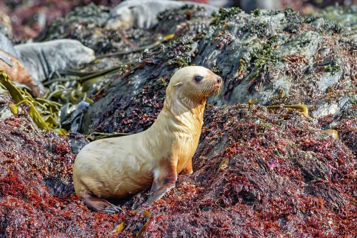 Framed Print : Leucistic caused by lack of melanin, or blond Antarctic fur seal pup (Arctocephalus gazella) on South Georgia, Southern Ocean, Polar Regions