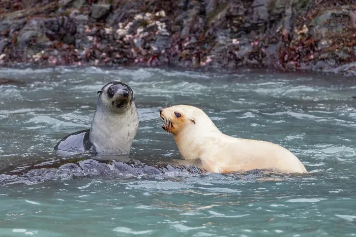 Framed Print : Leucistic caused by lack of melanin, or blond Antarctic fur seal pup (Arctocephalus gazella) on South Georgia, Polar Regions Framed Print : Leucistic caused by lack of melanin, or blond Antarctic fur seal pup (Arctocephalus gazella) on South Georgia, Polar Regions