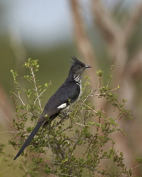 Levaillants cuckoo (Le Vaillants cuckoo) (striped cuckoo) (Clamator levaillantii), Kruger National Park, South Africa, Africa