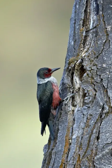 Framed Print : Lewiss woodpecker (Melanerpes lewis), Okanogan County, Washington, United States of America Framed Print : Lewiss woodpecker (Melanerpes lewis), Okanogan County, Washington, United States of America