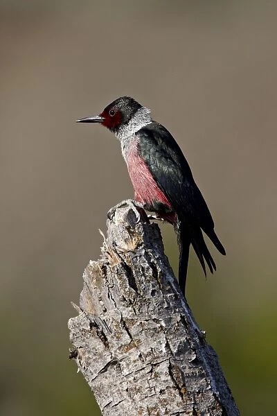 Lewiss woodpecker (Melanerpes lewis), Okanogan County, Washington
