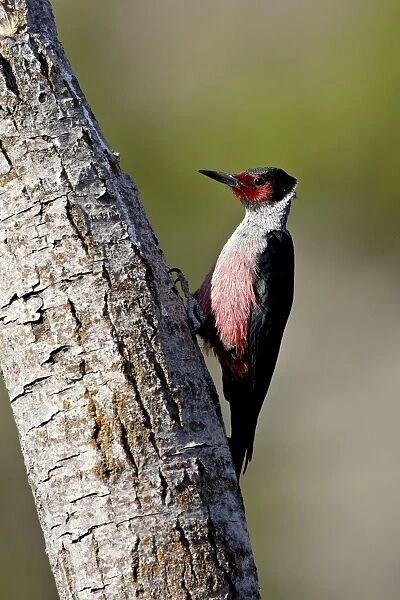 Lewiss Woodpecker (Melanerpes lewis), Okanogan County, Washington State