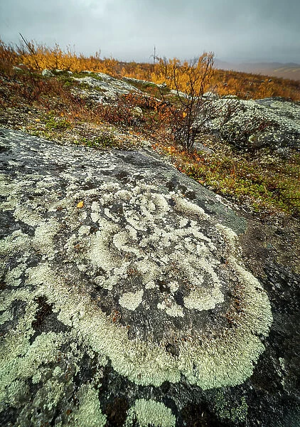 Lichen covered rock, Finland, Europe