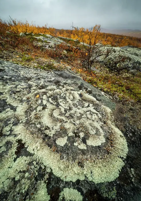 Framed Print : Lichen covered rock, Finland, Europe