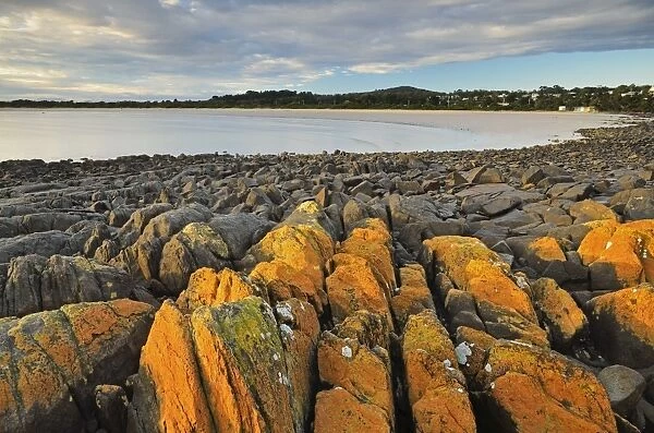 Lichen covered rocks, shore at Greens Beach, Tasmania, Australia, Pacific