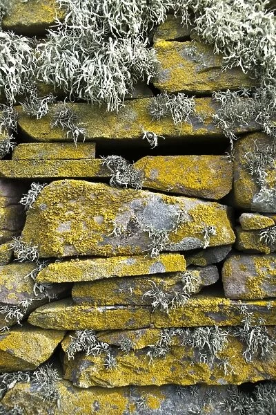 Lichen on rocks, Broch of Mousa. Mousa Island, Shetland Island, Scotland, United Kingdom, Europe