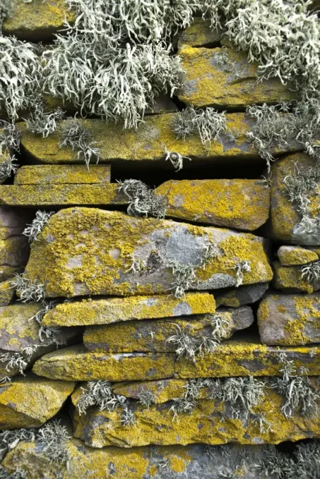 Framed Print : Lichen on rocks, Broch of Mousa. Mousa Island, Shetland Island, Scotland, United Kingdom, Europe Framed Print : Lichen on rocks, Broch of Mousa. Mousa Island, Shetland Island, Scotland, United Kingdom, Europe