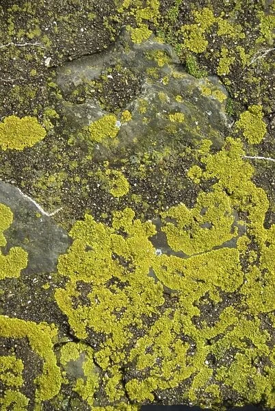 Lichen on rocks, Devon, England, United Kingdom, Europe