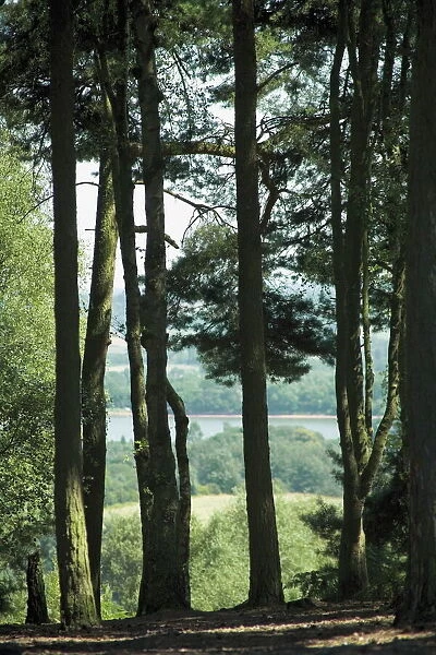 Lickey Hills, near Birmingham, West Midlands, England, United Kingdom, Europe