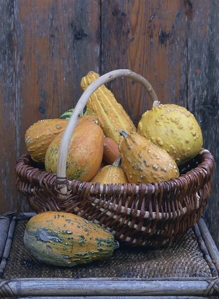 Still life of a small number of yellow gourds in a rustic wicker basket