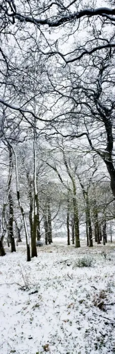 Framed Print : Light dusting of dnow in English woodland, West Sussex, England, United Kingdom, Europe Framed Print : Light dusting of dnow in English woodland, West Sussex, England, United Kingdom, Europe