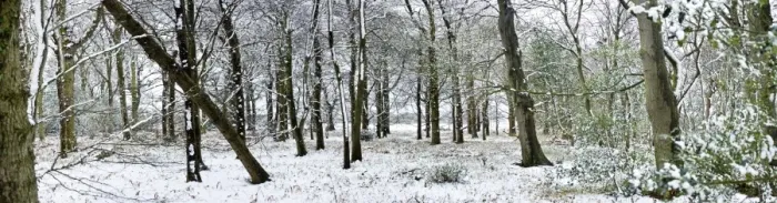 Framed Print : Light dusting of snow in English woodland, with fallen tree, West Sussex, England, United Kingdom, Europe Framed Print : Light dusting of snow in English woodland, with fallen tree, West Sussex, England, United Kingdom, Europe
