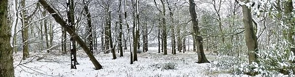 Light dusting of snow in English woodland, with fallen tree, West Sussex, England, United Kingdom, Europe