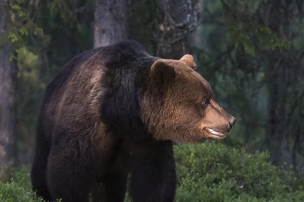The light filtering through the leaves illuminates a European brown bear (Ursus arctos)
