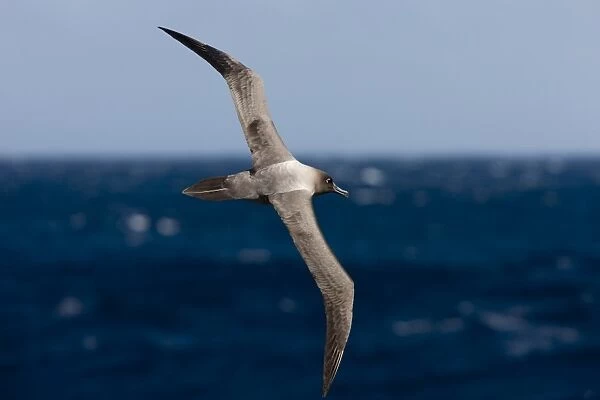 Light-mantled sooty albatross (Phoebetria palpebrata), Southern Ocean, Antarctic