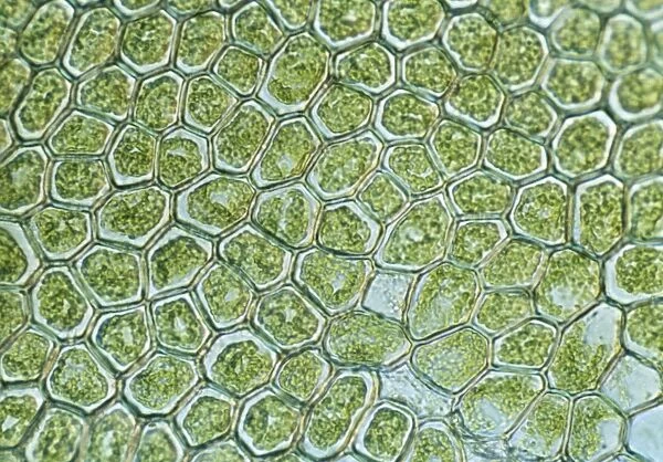 Light Micrograph (LM) of the cellular structure of the non-vascular plant liverwort