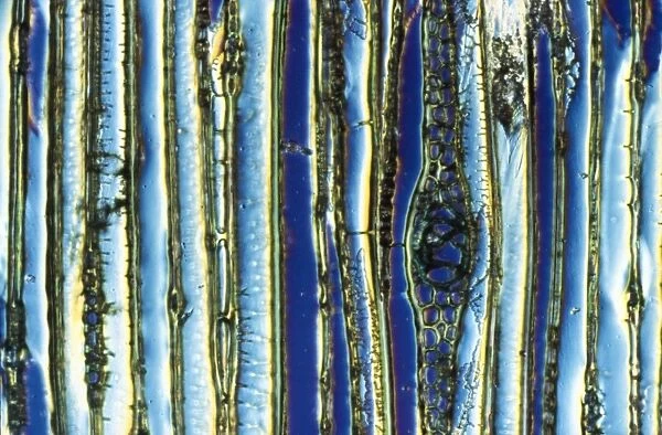 Light Micrograph (LM) of a longitudinal section showing xylem elements of Scots pine wood