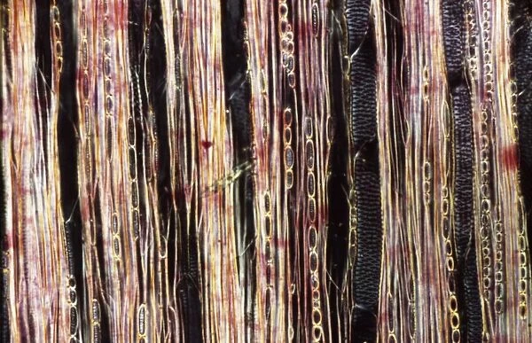 Light Micrograph (LM) of a longitudinal section showing xylem elements of a Ribes sp