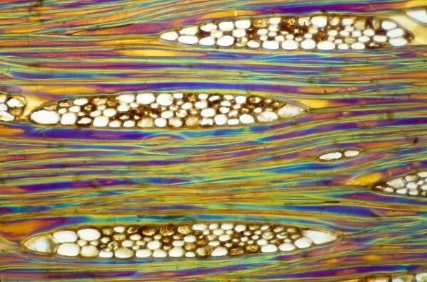 Light Micrograph (LM) of a longitudinal section showing xylem elements of Mahogany