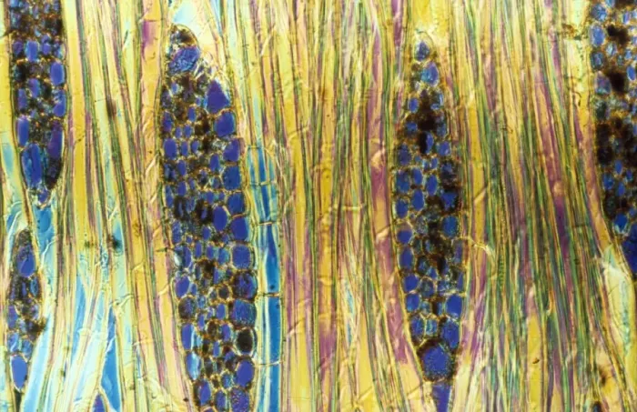 Framed Print : Light Micrograph (LM) of a longitudinal section showing xylem elements of Mahogany wood