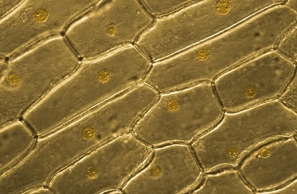 Light Micrograph (LM) of onion skin cells, magnification x 600