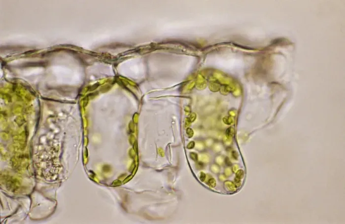 Framed Print : Light Micrograph (LM) of a plant cell chloroplasts, the site where photosynthesis takes place Framed Print : Light Micrograph (LM) of a plant cell chloroplasts, the site where photosynthesis takes place