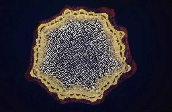 Light Micrograph (LM) of a transverse section of a Dandelion stem (Taraxacum officinale)
