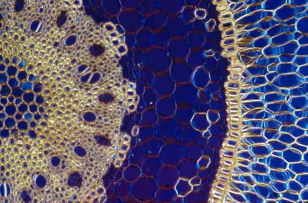 Light Micrograph (LM) of a transverse section of an aerial root of Orchid (Dendrobium sp