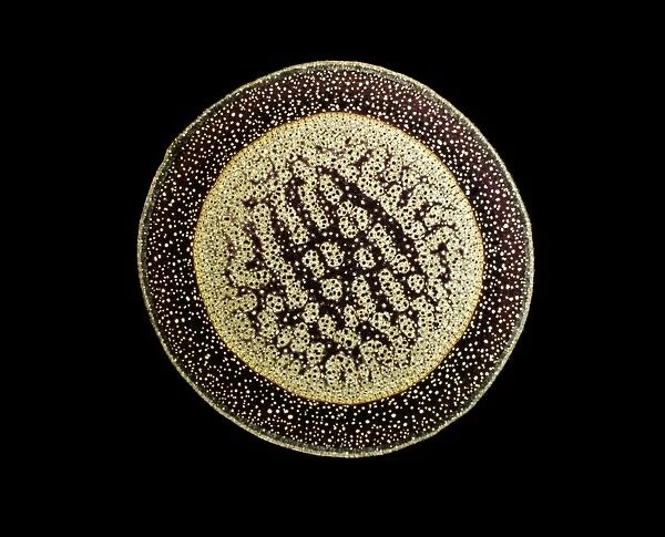 Light Micrograph (LM) of a transverse section of an aerial root of a Pandanus sp