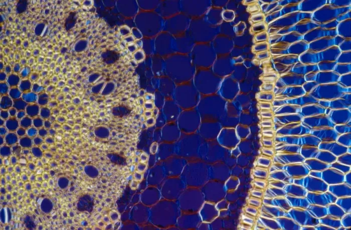 Framed Print : Light Micrograph (LM) of a transverse section of an aerial root of Orchid (Dendrobium sp Framed Print : Light Micrograph (LM) of a transverse section of an aerial root of Orchid (Dendrobium sp