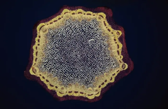 Framed Print : Light Micrograph (LM) of a transverse section of a Dandelion stem (Taraxacum officinale) Framed Print : Light Micrograph (LM) of a transverse section of a Dandelion stem (Taraxacum officinale)