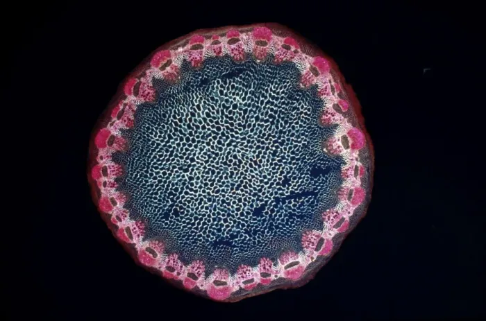 Framed Print : Light Micrograph (LM) of a transverse section of a Helianthus stem, magnification x 18 Framed Print : Light Micrograph (LM) of a transverse section of a Helianthus stem, magnification x 18