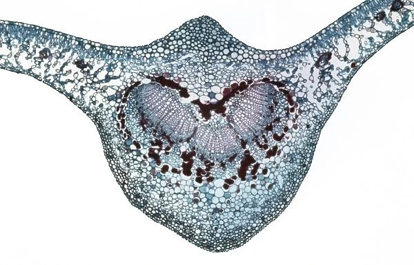 Light Micrograph (LM) of a transverse section of a leaf of a Cherry (Prunus sp