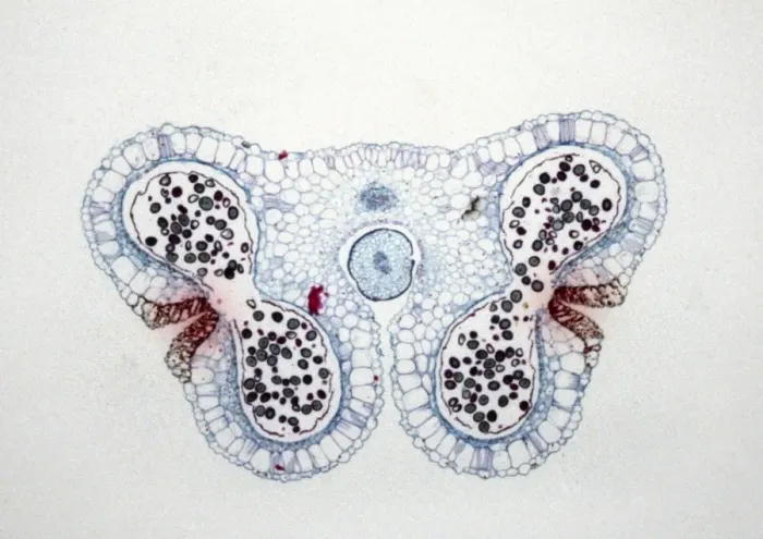 Framed Print : Light Micrograph (LM) of the transverse section of Lilium anthers with mature pollen Framed Print : Light Micrograph (LM) of the transverse section of Lilium anthers with mature pollen