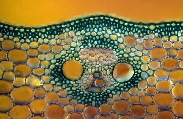Light Micrograph (LM) of a transverse section of a Maize stem (Zea sp. ) showing vascular bundle