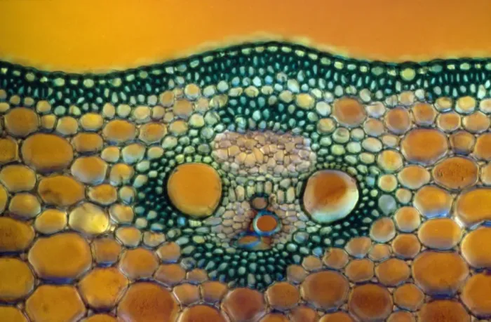 Framed Print : Light Micrograph (LM) of a transverse section of a Maize stem (Zea sp. ) showing vascular bundle Framed Print : Light Micrograph (LM) of a transverse section of a Maize stem (Zea sp. ) showing vascular bundle
