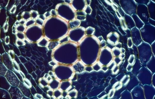 Light Micrograph (LM) of a transverse section showing xylem of root of Ranunculus repens