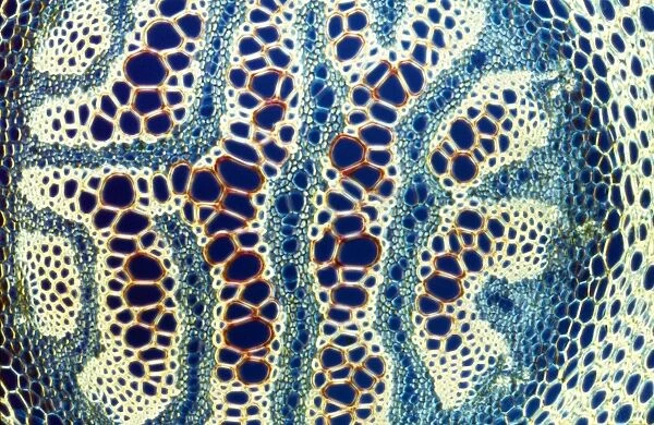 Light Micrograph (LM) of a transverse section of a stem of Clubmoss (Lycopodium sp