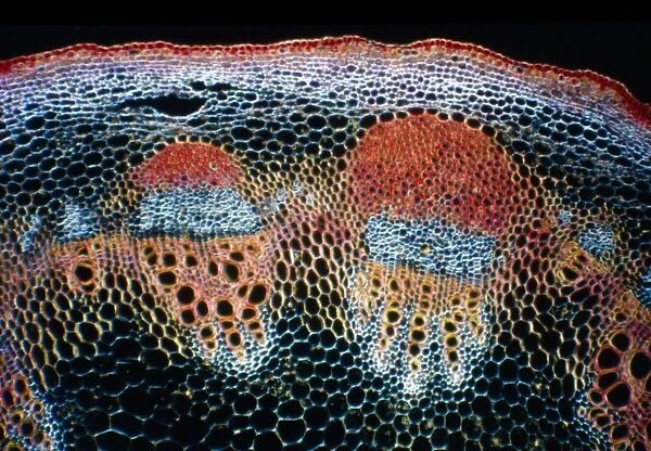 Light Micrograph (LM) of a transverse section of a stem showing vascular bundle