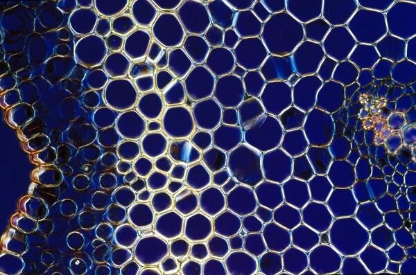 Light Micrograph (LM) of a transverse section of a stem of Whisk Fern (Psilotum nudum)