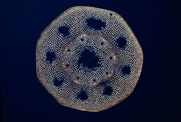 Light Micrograph (LM) of a transverse section of a stem of a Horsetail Fern (Equisetum sp