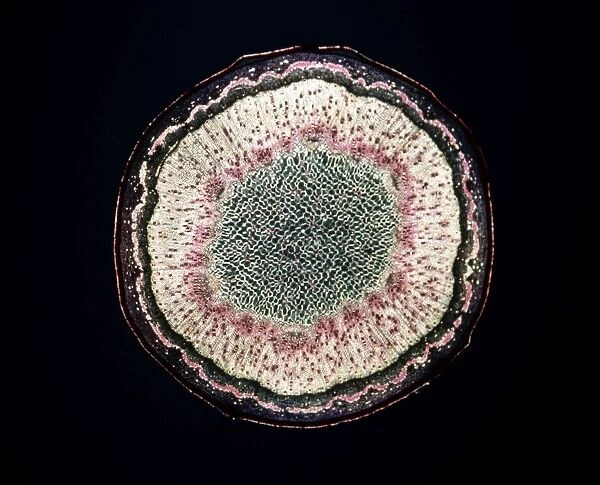 Light Micrograph (LM) of a transverse section of a stem of Sycamore (Acer pseudoplatanus)