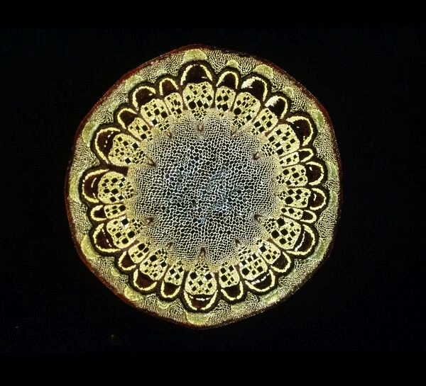 Light Micrograph (LM) of a transverse section of a stem of Fragrant Virgins Bower