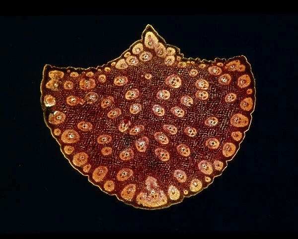Light Micrograph (LM) of a transverse section of a stem of a Palm, magnification x12