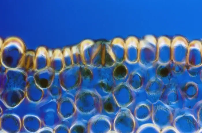 Framed Print : Light Micrograph (LM) of a transverse section of a stem of Whisk Fern (Psilotum nudum)