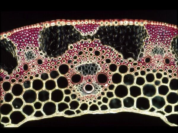 Light Micrograph (LM) of a transverse section of a straw of Wheat showing vascular bundle