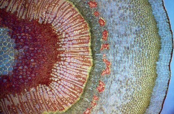 Light Micrograph (LM) of a tranverse section of a stem of a Common (European) Ash tree