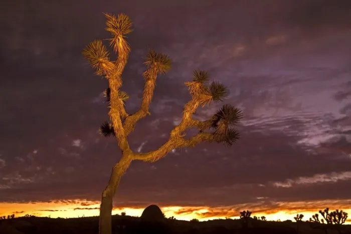 Framed Print : Light painting on Joshua Tree Framed Print : Light painting on Joshua Tree
